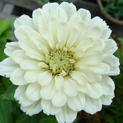 ������ ������ ������ ������� ������ ���� (1����-100��) ���������������� ������   ����