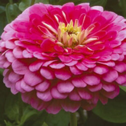 ������ ������ ������ ������� ������ ����� (1����-100��) ���������������� ������   ����