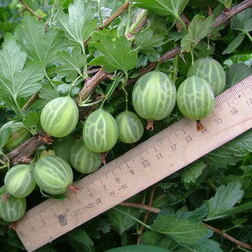 ������ ������ ������� ���������� ��������� �������   ����