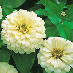 ������ ������ ������ �������� ������ (1��-100��) ���������������� ������   ����