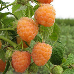 ������ ������ ������ ��������   ����