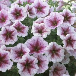 ������ ������ ������� ��������� ����� ��������� ��� (1��-100�����) ���������������� ������   ����