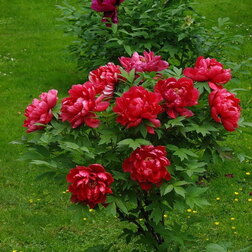 ������ ������ ���� ����������� ���� ������   ����