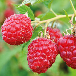 ������ ������ ������� ������ ��������   ����