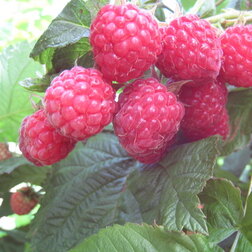 ������ ������ ������ ������������ ������� (���������)   ����