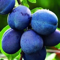 ������ ������ ����� ���������   ����