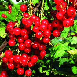 ������ ������ ��������� ������� ������������   ����