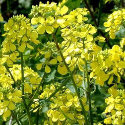 ������ ������ ������� ����� (1��-0.5��)   ����