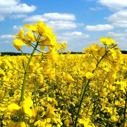 ������ ������ ���� ������ (1��-100��)   ����