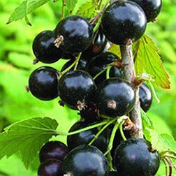 ������ ������ ������� ��������� �������� (������)   ����