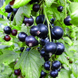 ������ ������ ��������� ������ �����������   ����