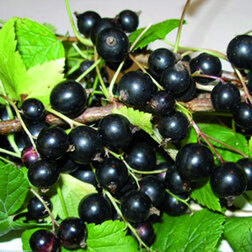 ������ ������ ������� ��������� ������� (������)   ����