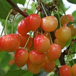 ������ ������ ������� �������� �������   ����