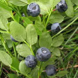 ������ ������ ������� ������������ �������   ����