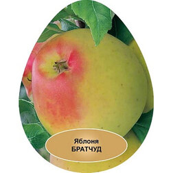 ������ ������ ������ ���������� �������   ����