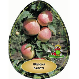 ������ ������ ������ ������������� ������ (������ �-9, ����������)   ����