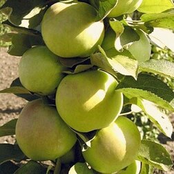 ������ ������ ������ ������������� ������ (������ �-9, ����������)   ����