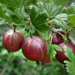 ������ ������ ��������� �������� (��� �����)   ����