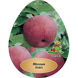 ������ ������ ������ ����   ����