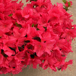 ������ ������ ������ �������� �������   ����