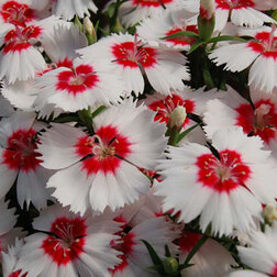 ������ ������ �������� ����� ��� �������� ���� (1��-100��) ���������������� ������   ����