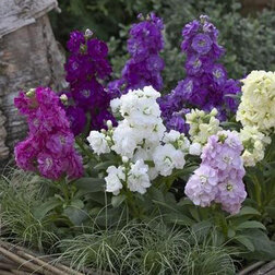 ������ ������ �������� ������� ���� (1��-250��) ���������������� ������   ����