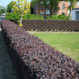 ������ ������ �������� ��������� ������� (������������)   ����