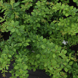 ������ ������ �������� �������� ���� �������� (������������)   ����