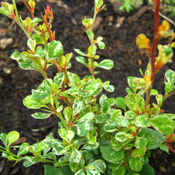 ������ ������ �������� �������� �������� (������������)   ����