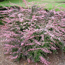 ������ ������ �������� �������� ���� ���� (������������)   ����