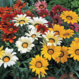 ������ ������ ������� ������ ���� ���� (1��-100��) ���������������� ������   ����