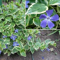 ������ ������ �������� ������� ��������   ����