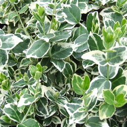 ������ ������ ��������� ������� ������� �����   ����