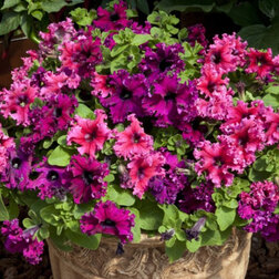 ������ ������ ������� ����������� �������� ������ ���� (1��-100�����) ���������������� ������   ����