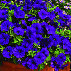 ������ ������ ������� ���������� ��������� ��� (1��-100�����) ���������������� ������   ����