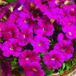 ������ ������ ������� ���������� ��������� ������ (1��-100�����) ���������������� ������   ����