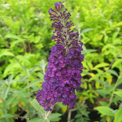 ������ ������ ������� ������� ������ ���� ����   ����