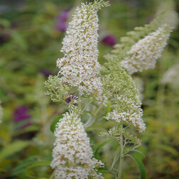 ������ ������ ������� ������� ������ ���� ��������   ����