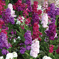 ������ ������ �������� ������� ���� (1��-1000��) ���������������� ������   ����