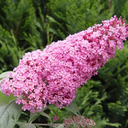 ������ ������ ������� ������ ���� ������   ����