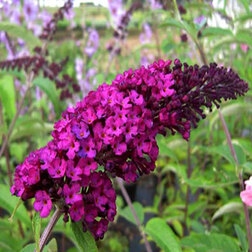 ������ ������ ������� ������� ������ ����� ���   ����