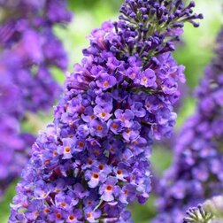 ������ ������ ������� ������ ������ ���   ����