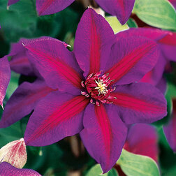 ������ ������ �������� ��������������� ������ �. �������   ����