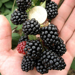 ������ ������ ������� ��� ���� (���������)   ����