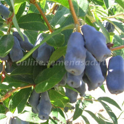 ������ ������ ��������� ��������� �����   ����