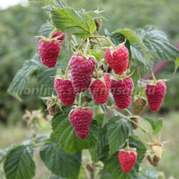 ������ ������ ������� ������ ������������ ����������   ����