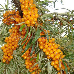 ������ ������ ������� �������� ������� (��� �������)   ����