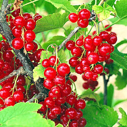 ������ ������ ��������� ������� �����������   ����