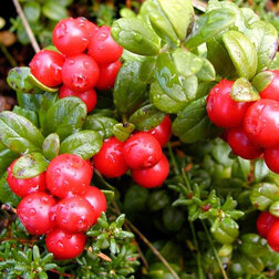 ������ ������ ������� �������� ���� ��������   ����