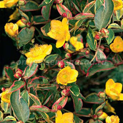 ������ ������ �������� ������ ��������   ����